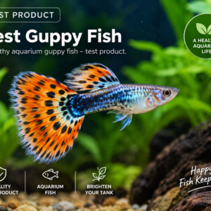 Test Guppy Fish
